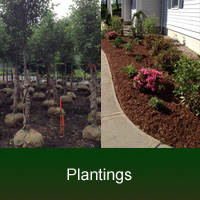 plantings, shrubs & trees Installation in MA